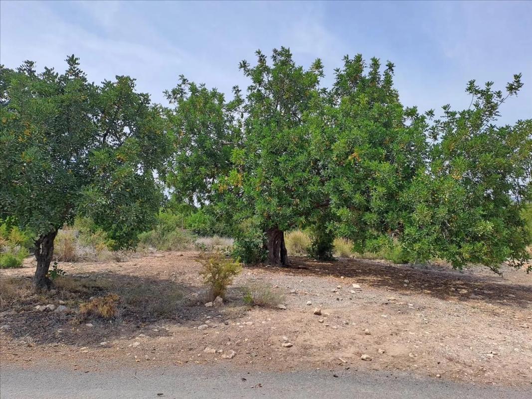 Land for sale in Bétera, Valencia photo 3