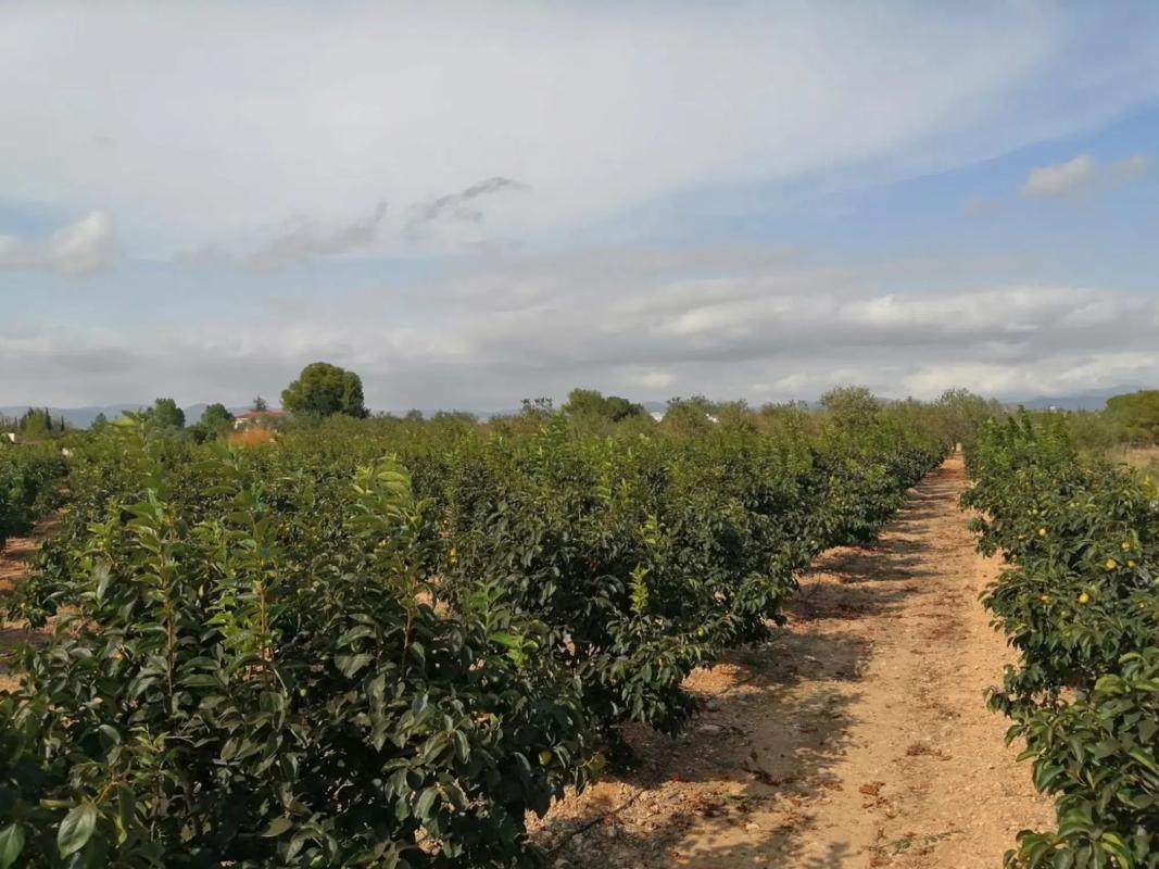 Land for sale in Llíria, Valencia photo 2
