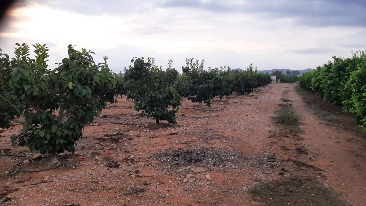 Land for sale in Llíria, Valencia photo 3