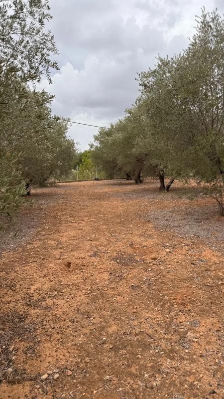 Terreno en venta en Vilamarxant, Valencia photo 5
