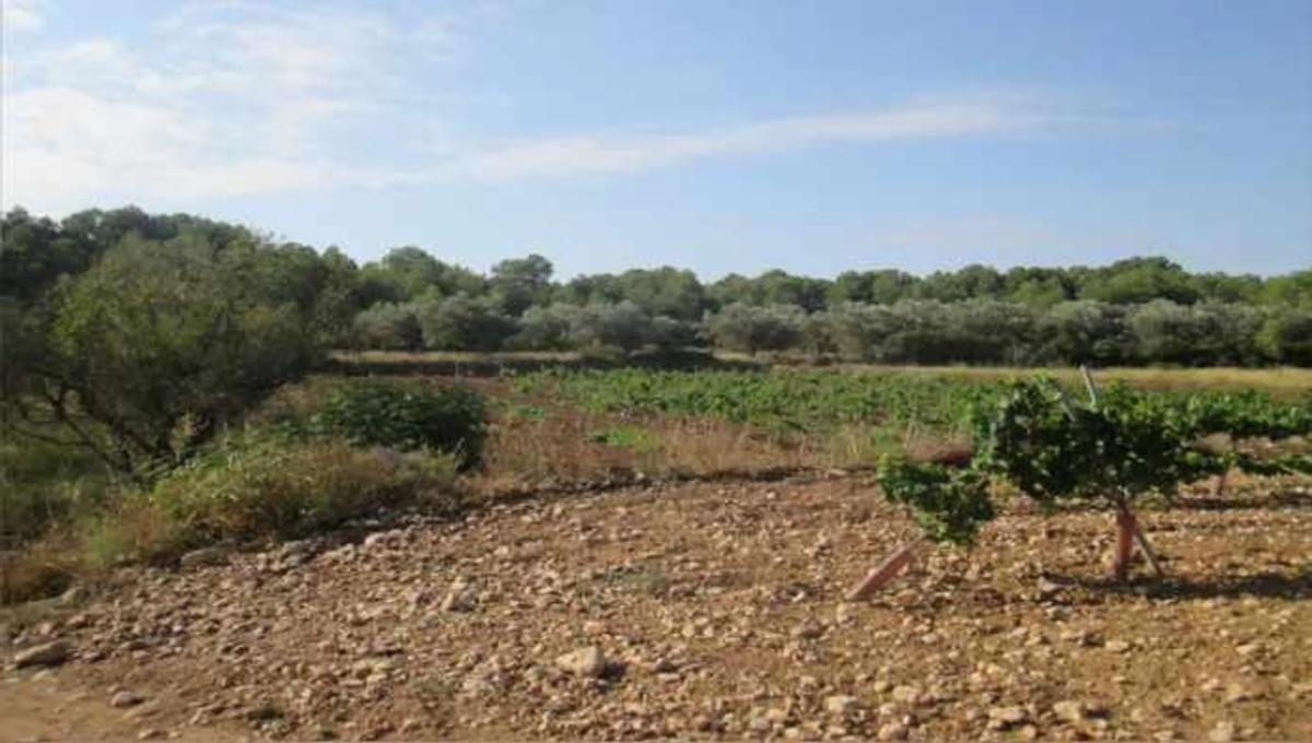 Terreno en venta en Vilamarxant, Valencia photo 5