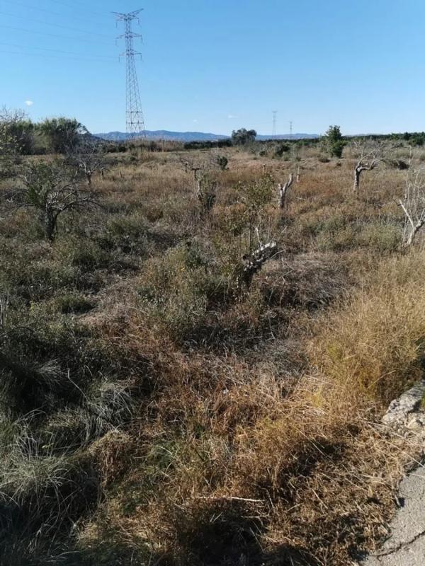Land for sale in Riba-Roja de Túria, Valencia photo 2