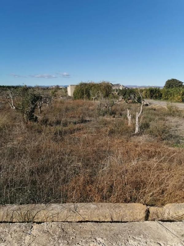 Land for sale in Riba-Roja de Túria, Valencia photo 3