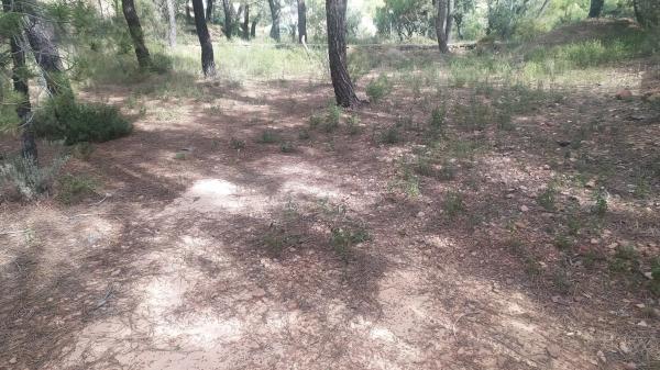Terreno en Gátova photo 4