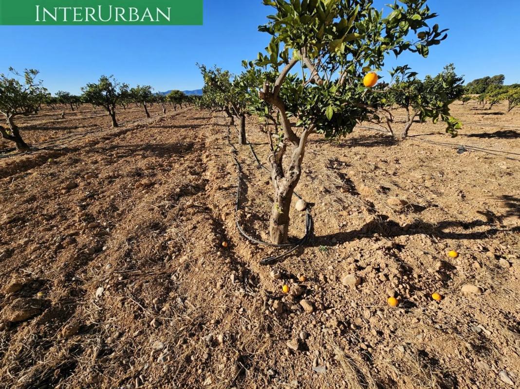 Участок земли на продажу в Ллирия, Валенсия photo 5