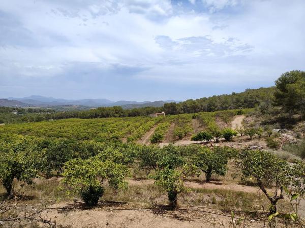 Terreno en Barranc del palmeral s/n photo 4