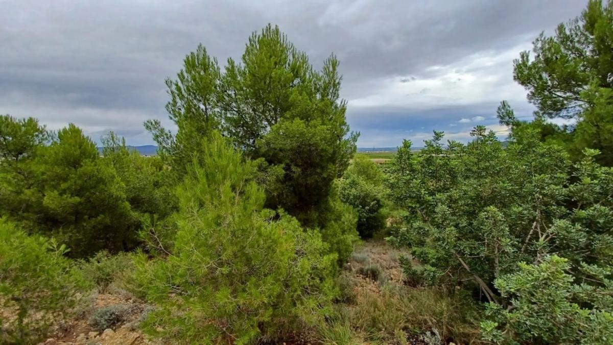 Участок земли на продажу в Казинос, Валенсия photo 4