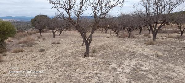 Terreno en Partida corral de rey s/n photo 1