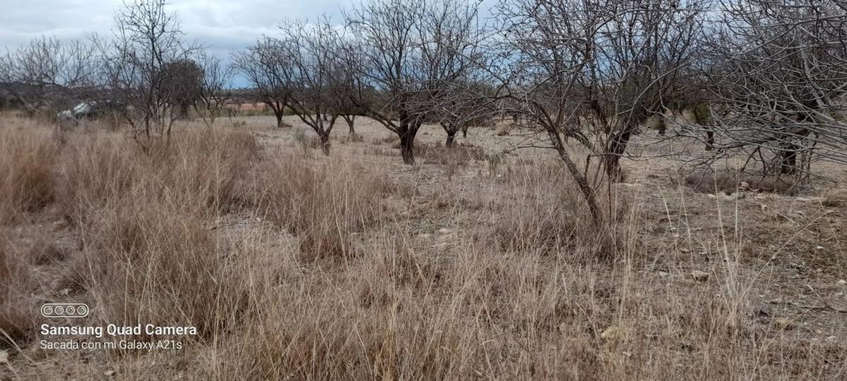 Участок земли на продажу в Казинос, Валенсия photo 5
