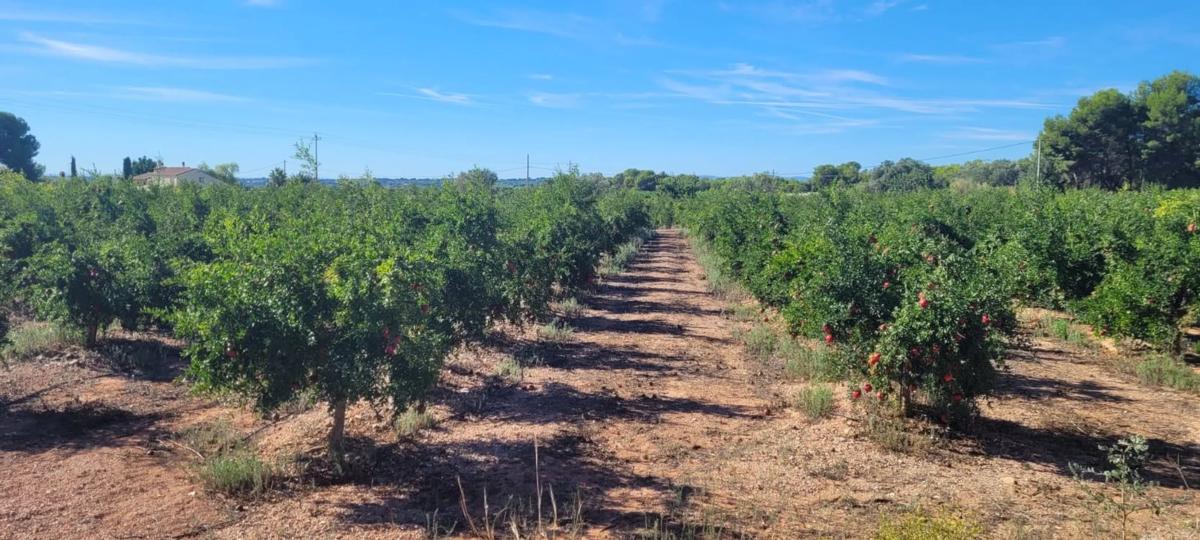Terreno en venta en Bétera, Valencia photo 3
