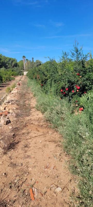 Terreno en venta en Bétera, Valencia photo 5