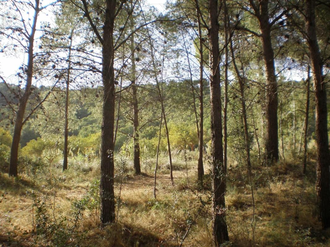 Terreno en venta en Olocau, Valencia photo 3