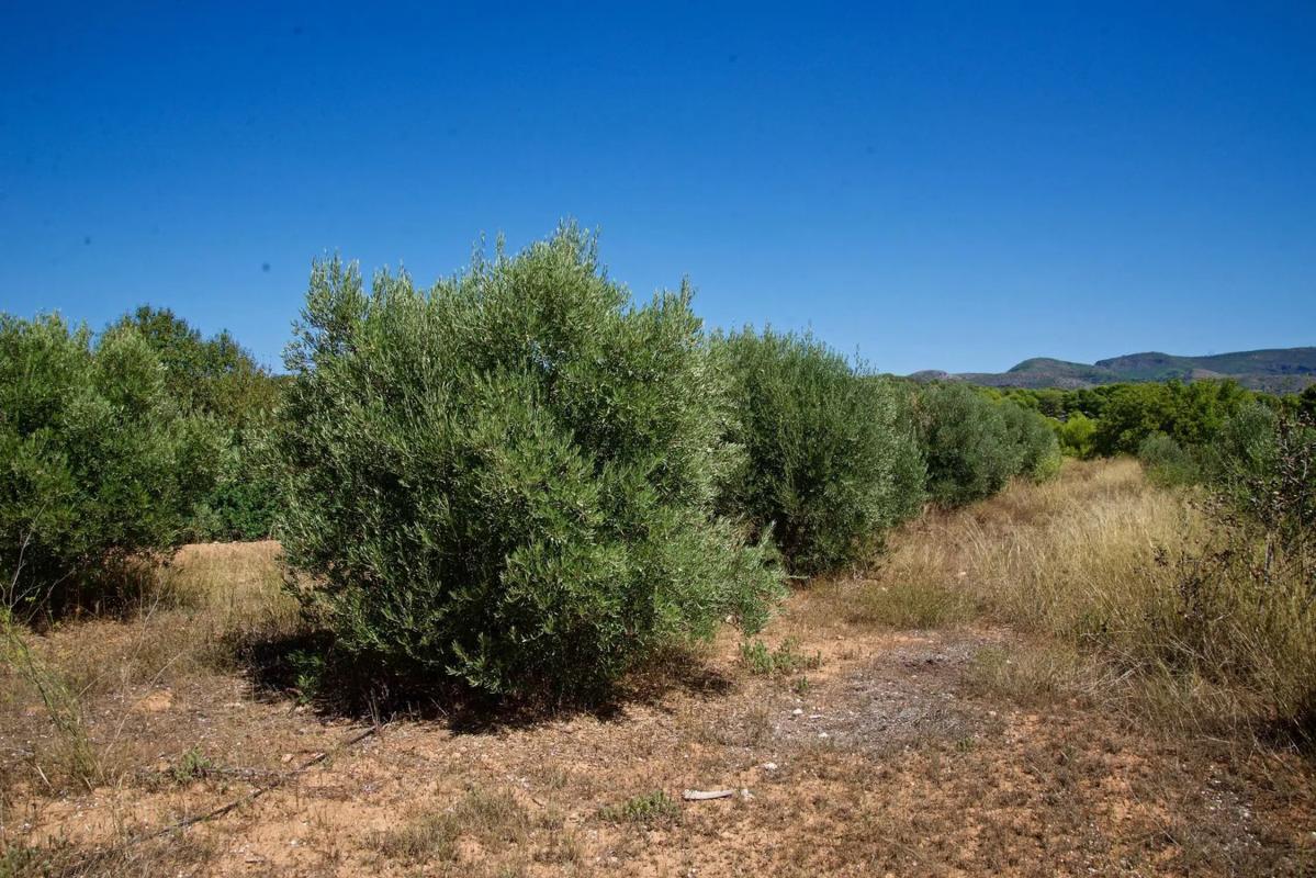 Terreno en venta en Olocau, Valencia photo 4