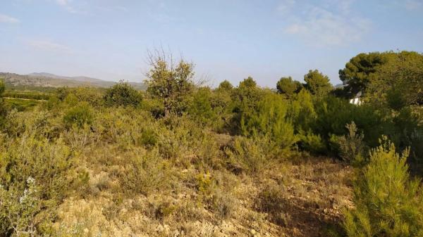 Terreno en Casco Antiguo photo 3