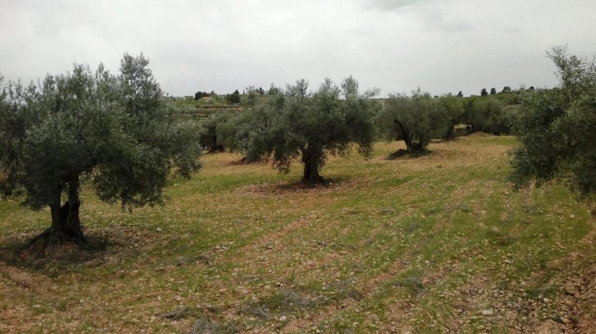 Terreno en venta en Ayora, Valencia photo 2