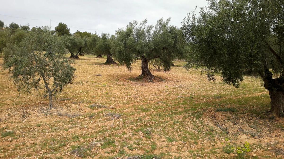 Terreno en venta en Ayora, Valencia photo 5