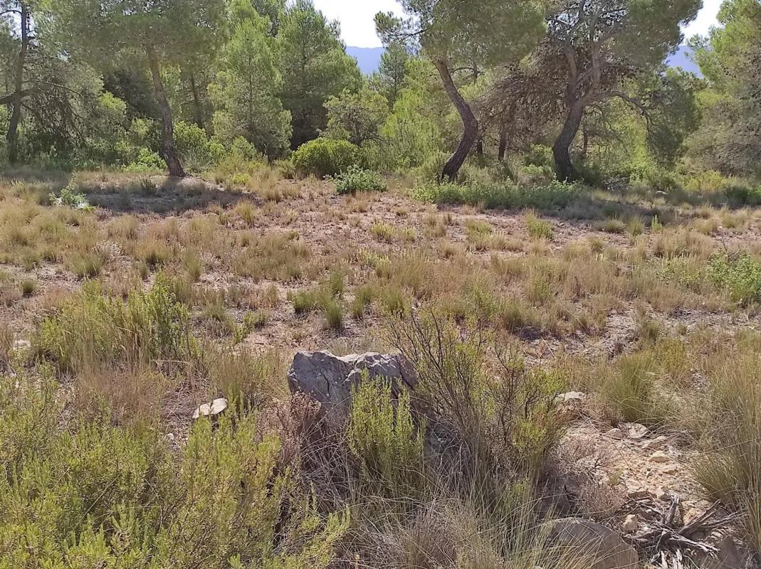 Terreno en venta en Ayora, Valencia photo 2