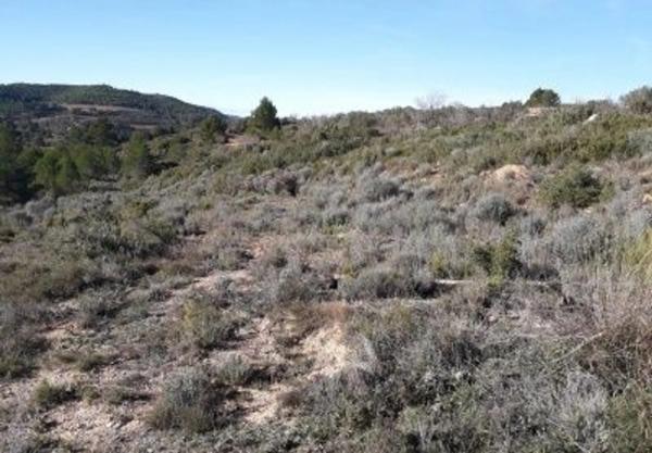 Terreno en En Termino De Yatova, Partida De La Cruz, Linda: Norte, Consuelo Lopez Fayos, Sur, Carretera Collado Uman: Este, Jose Iniesta Rodriguez y Otro, Oeste, Isabel Ortiz Carrascosa, km 50 photo 1