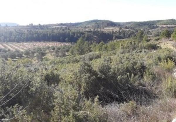 Terreno en En Termino De Yatova, Partida De La Cruz, Linda: Norte, Consuelo Lopez Fayos, Sur, Carretera Collado Uman: Este, Jose Iniesta Rodriguez y Otro, Oeste, Isabel Ortiz Carrascosa, km 50 thumbnail 1