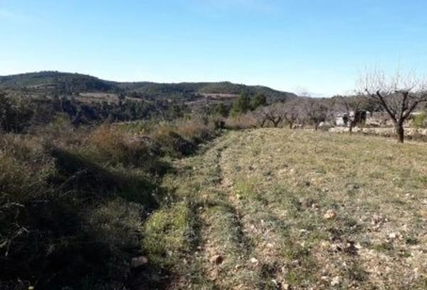 Terreno en En Termino De Yatova, Partida De La Cruz, Linda: Norte, Consuelo Lopez Fayos, Sur, Carretera Collado Uman: Este, Jose Iniesta Rodriguez y Otro, Oeste, Isabel Ortiz Carrascosa, km 50 photo 4