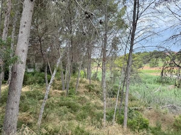 Terreno en Urbanizacion Bosque photo 1
