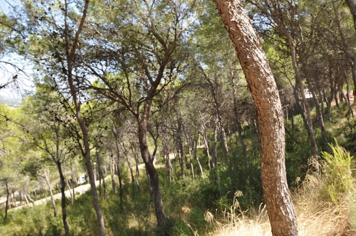 Terreno en venta en Chiva, Valencia photo 4