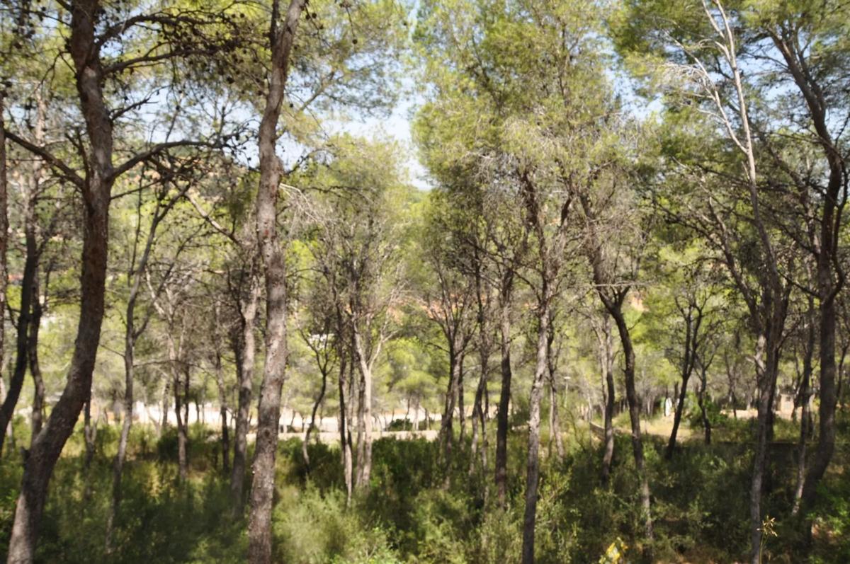 Terreno en venta en Chiva, Valencia photo 5