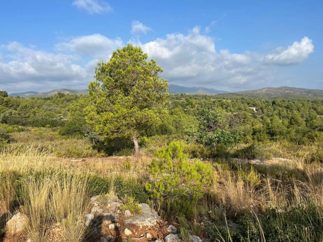 Terreno en venta en Cheste, Valencia photo 4