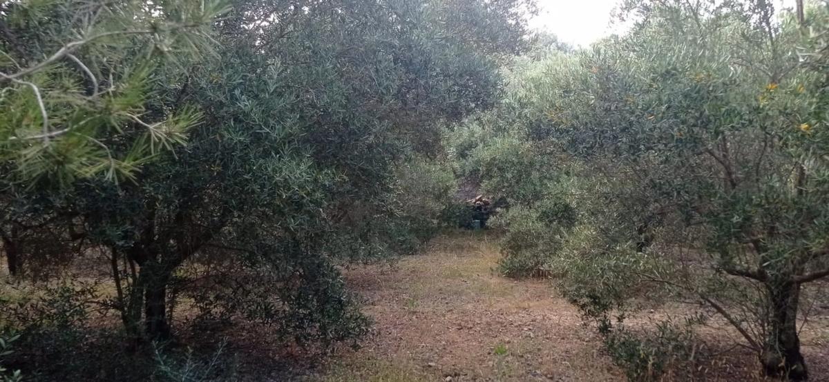 Terreno en venta en Godelleta, Valencia photo 3