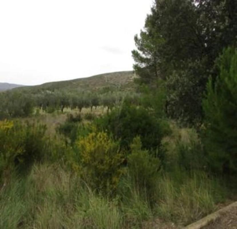Land for sale in Macastre, Valencia photo 2