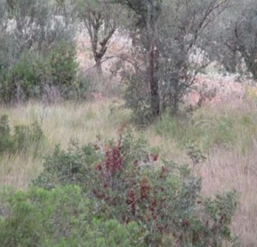 Land for sale in Macastre, Valencia photo 4