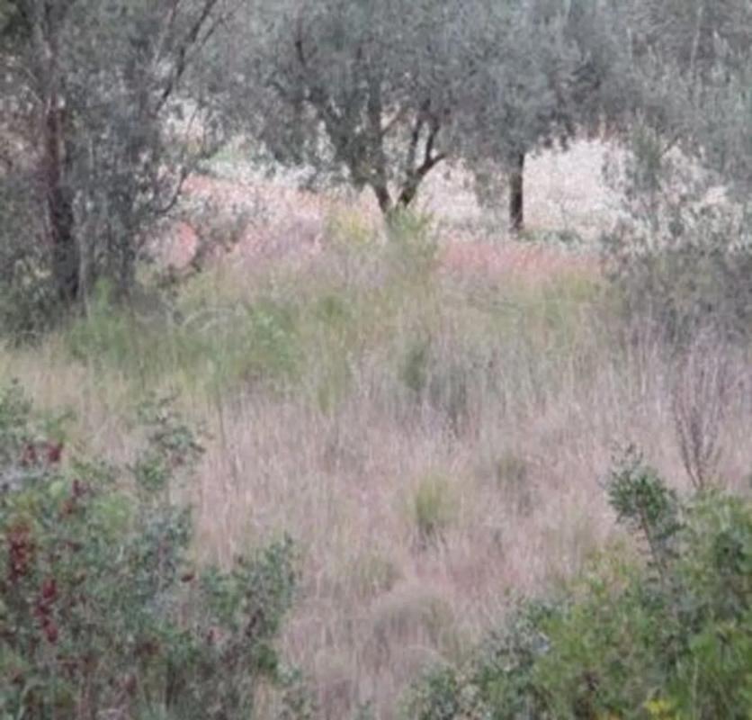 Land for sale in Macastre, Valencia photo 5