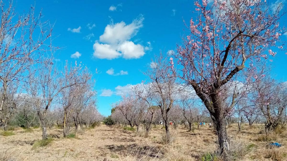 Terreno en venta en Yatova, Valencia photo 1