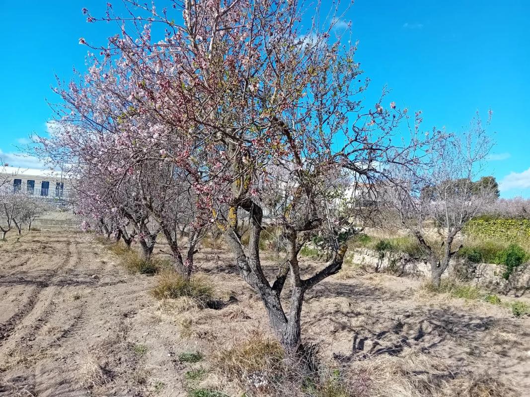Terreno en venta en Yatova, Valencia photo 1