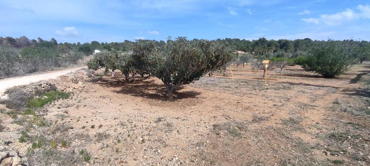 Terreno en venta en Buñol, Valencia photo 3