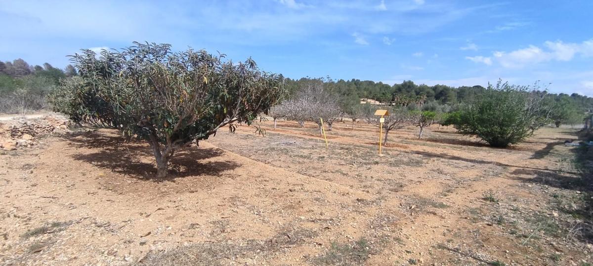 Terreno en venta en Buñol, Valencia photo 4