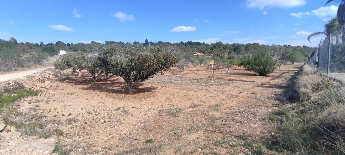 Terreno en venta en Buñol, Valencia photo 5