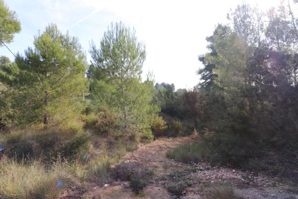 Terreno en Alborache photo 4