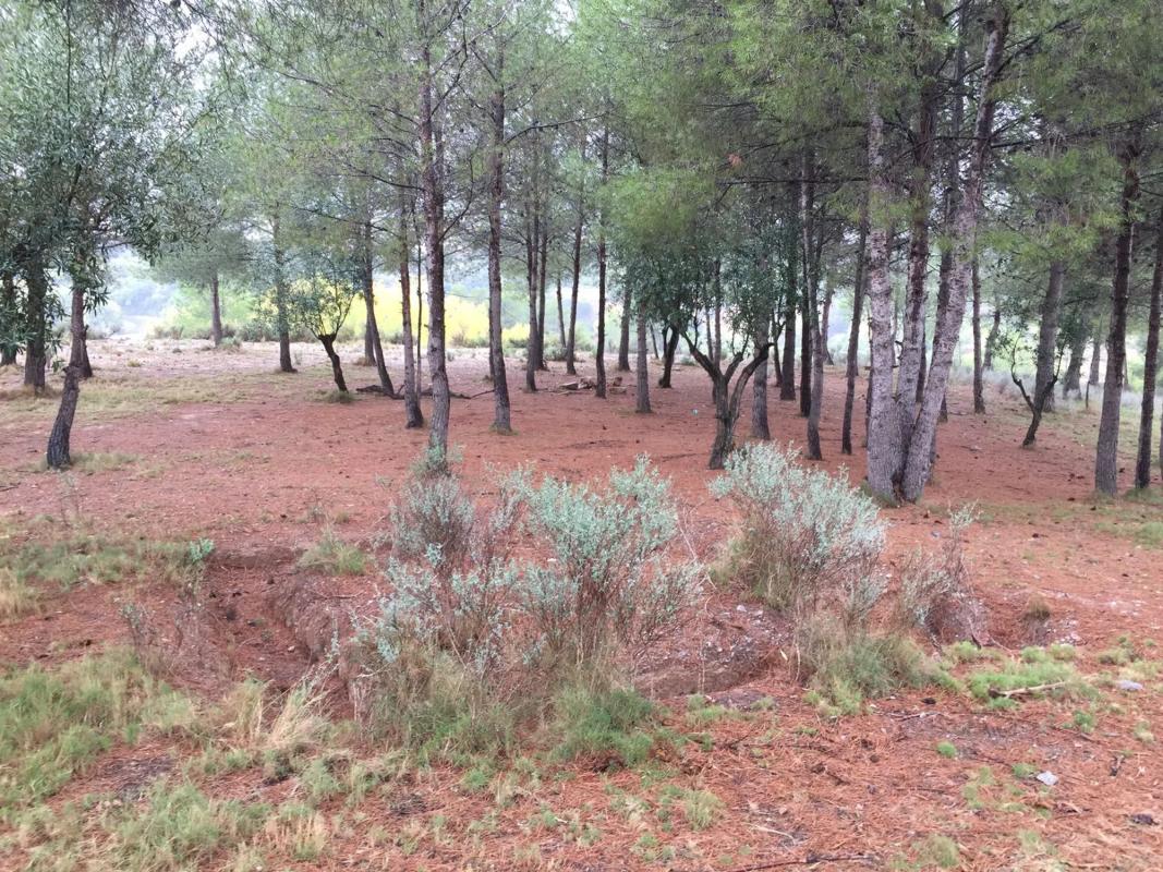 Land for sale in Alborache, Valencia photo 3