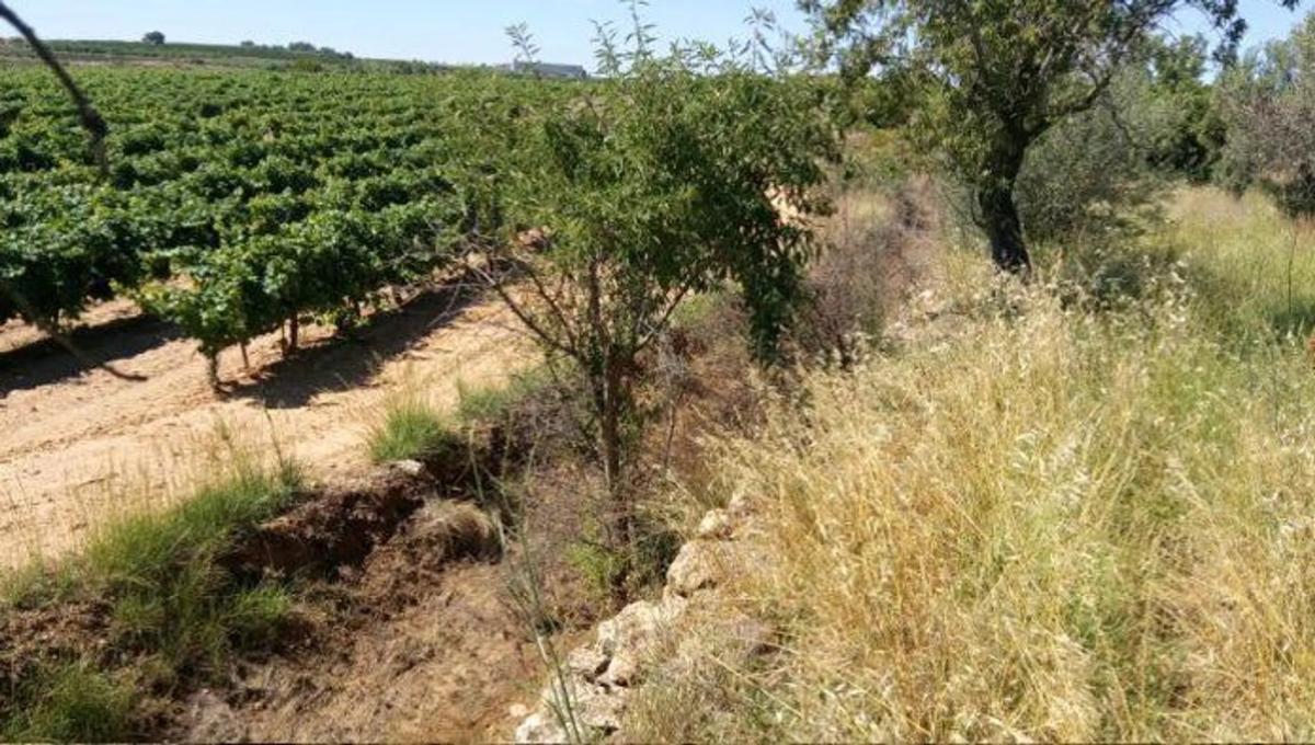 Land for sale in Chiva, Valencia photo 5