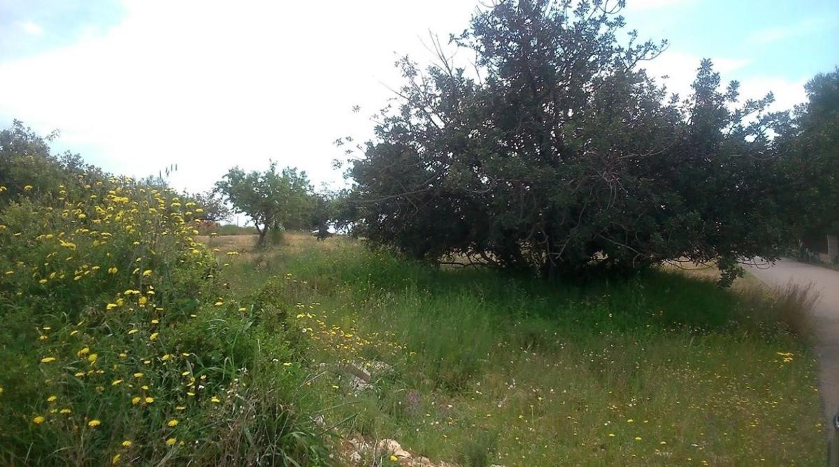 Terreno en venta en Cheste, Valencia photo 3