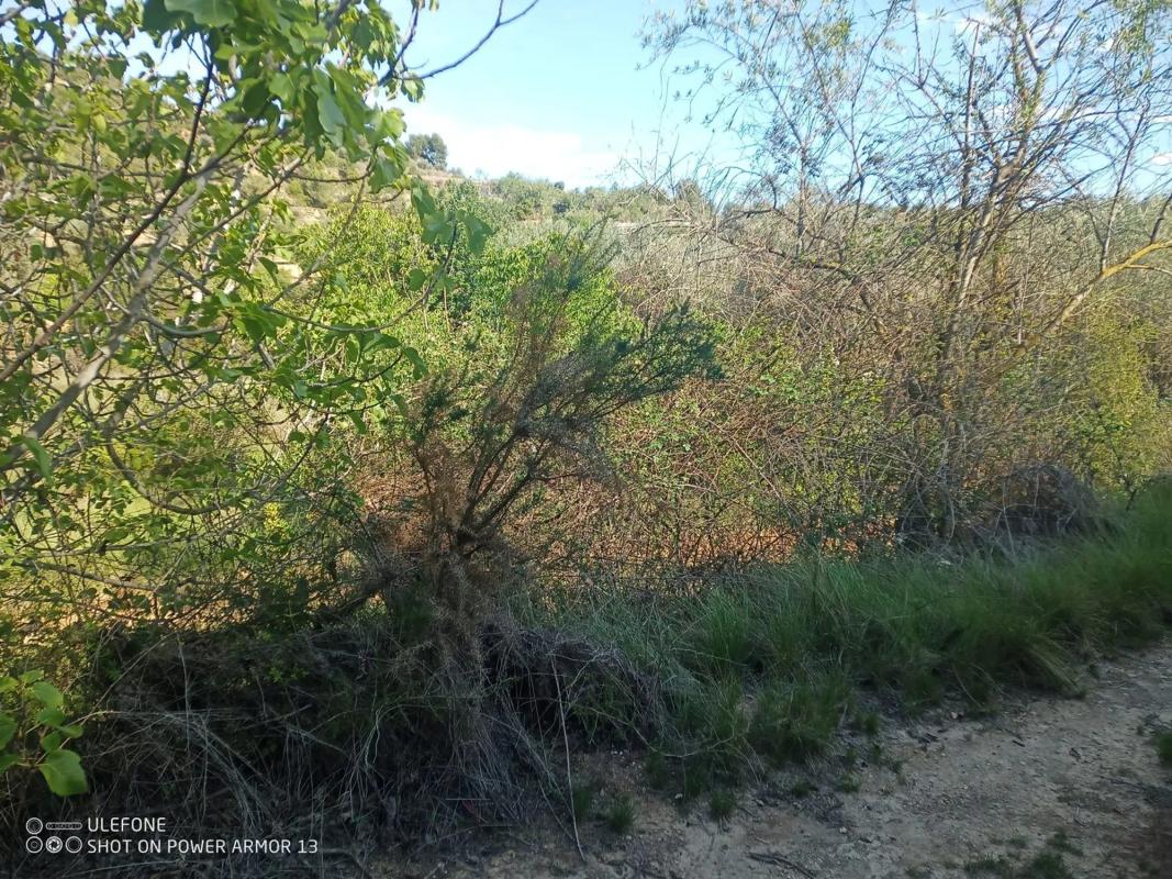 Terreno en venta en Chiva, Valencia photo 3