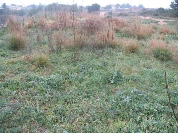 Terreno en plaza Numero 39 photo 4