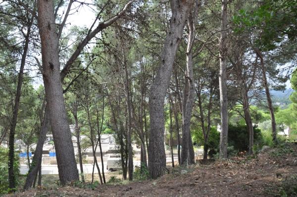 Terreno en Urbanización El Bosque. Calle 2 s/n photo 1