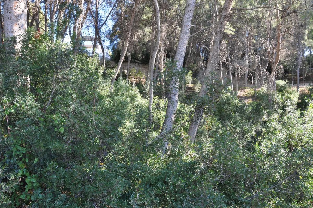 Terreno en venta en Chiva, Valencia photo 5