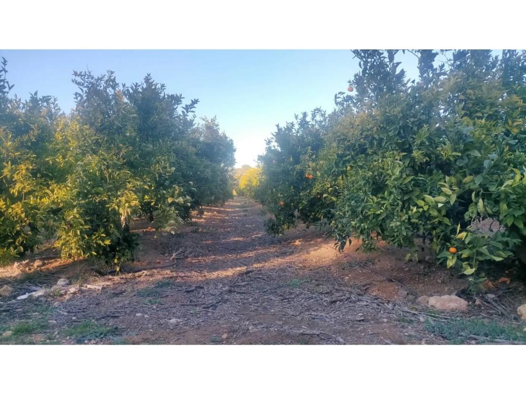 Terreno en venta en Chiva, Valencia photo 3
