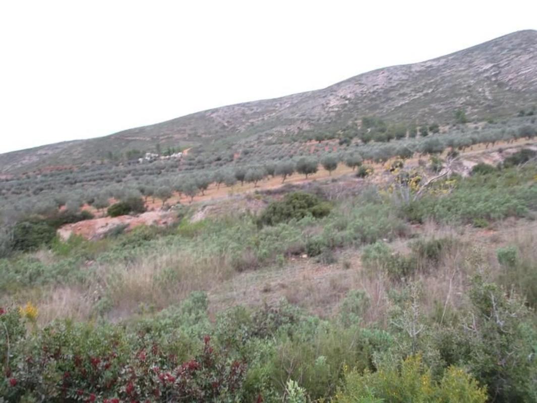 Terreno en venta en Macastre, Valencia photo 4