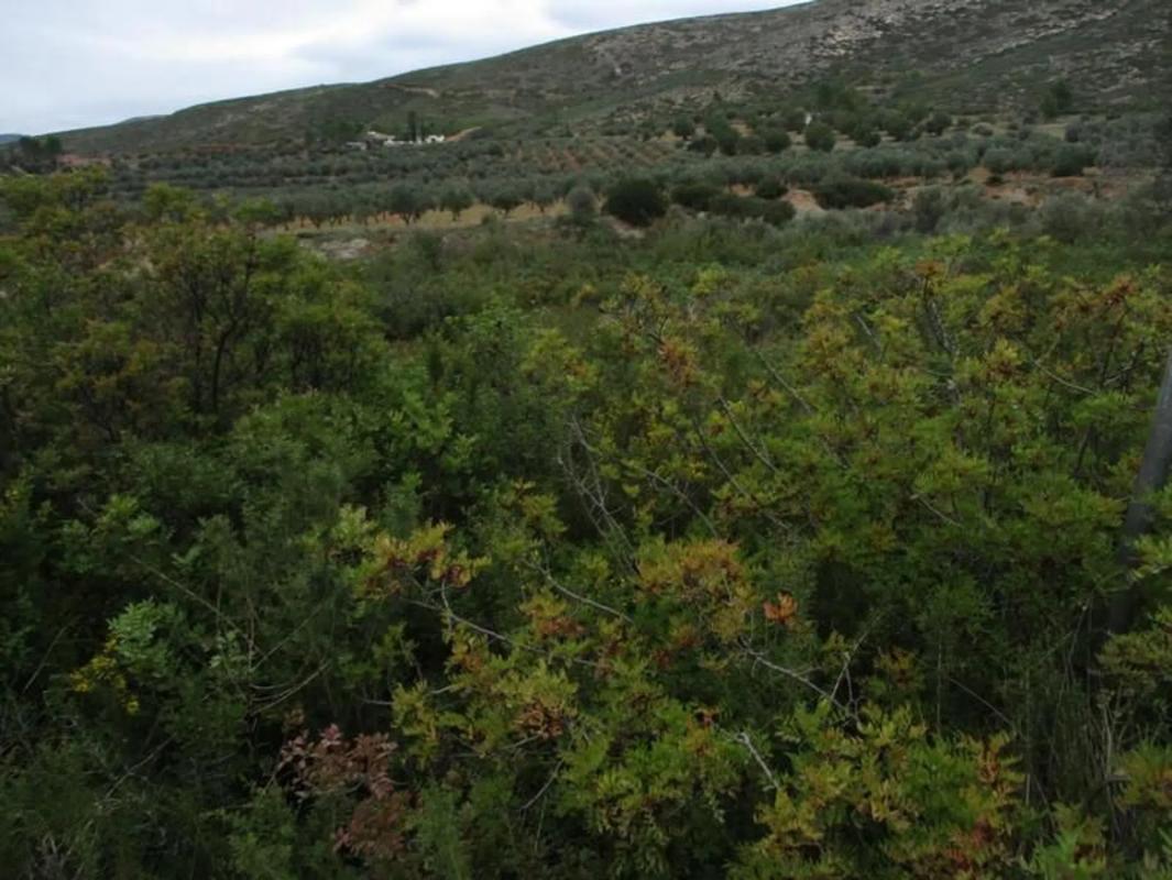 Terreno en venta en Macastre, Valencia photo 2