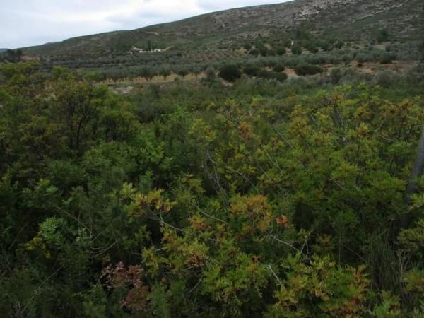 Terreno en Urbanització Llanorel 11 thumbnail 1