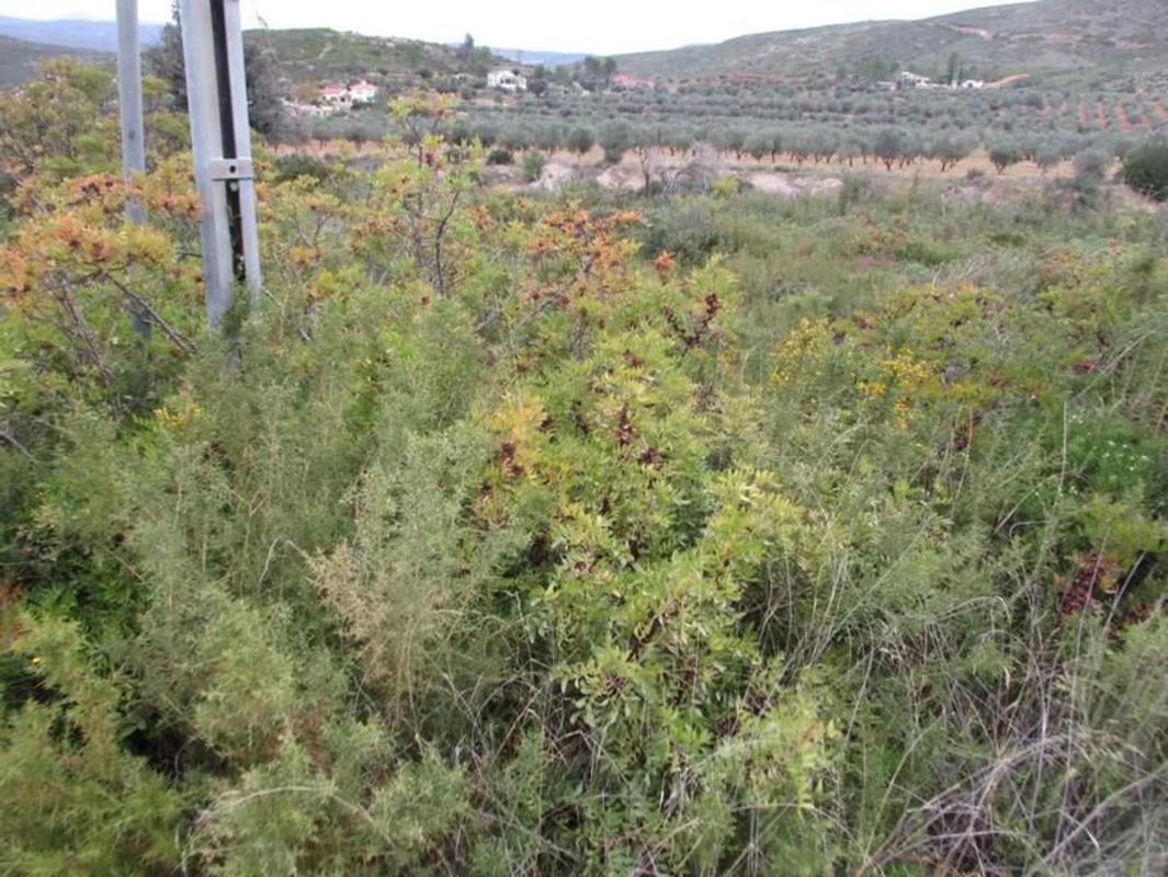 Terreno en venta en Macastre, Valencia photo 4